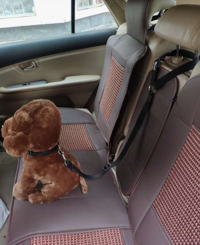 Dog Car Harness & Leash