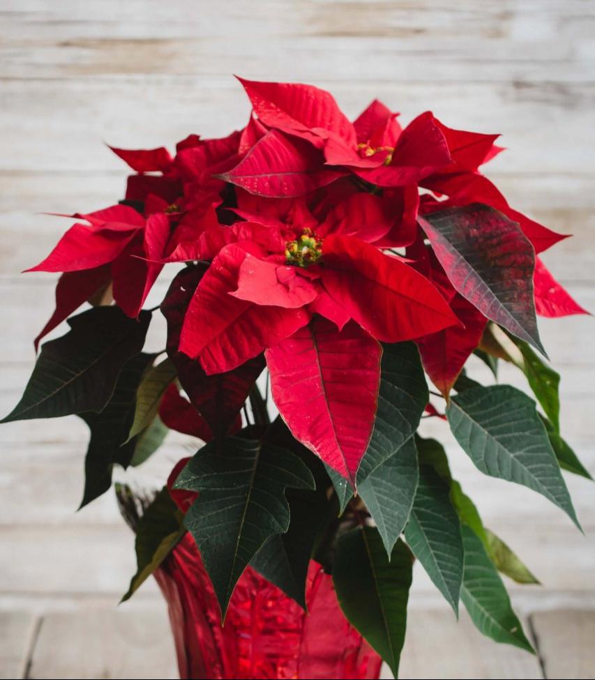 Big Poinsettia